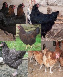 Dark Brown Egg Pullet Surplus Special Cackle Hatchery