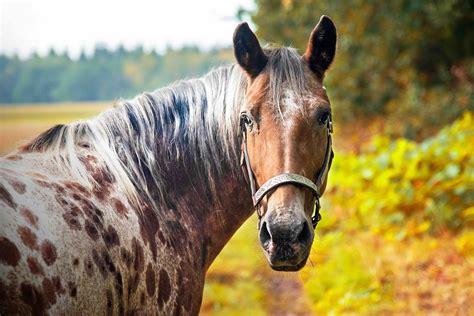 20 Appaloosa Facts: Insights into this Beautiful Horse Breed - Facts.net