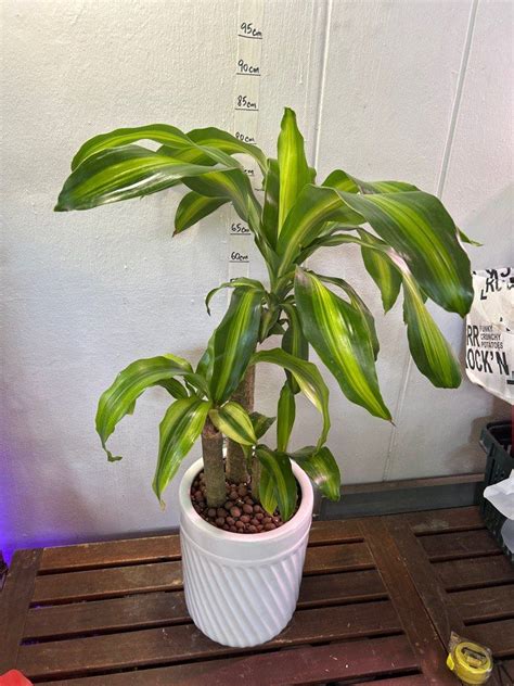 Dracaena Fragrans Feng Shui Plant Cm Tall In Ceramic Pot Furniture