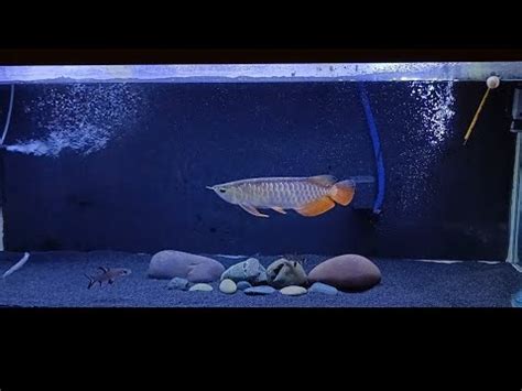 Red Tail Golden Arowana New Video Monster Fish Youtube