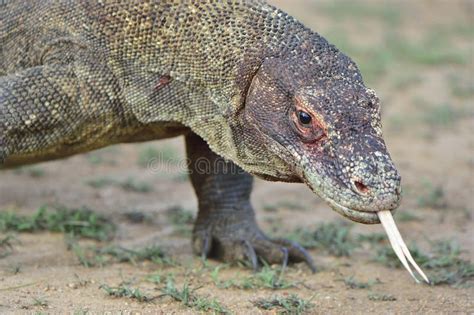 Dragón De Komodo Con La Lengua Bifurcada Foto de archivo Imagen de