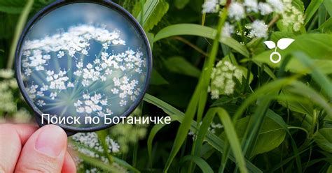 Поиск по Ботаничке — Ботаничка