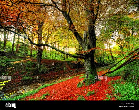 Autumn Forest Scene At Humbie Woods East Lothian Scotland Uk Stock