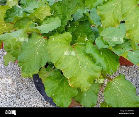 Rhabarber Banque de photographies et dimages à haute résolution Alamy