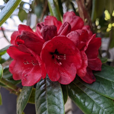 Rhododendron Rubicon Compact Rhododendrons Millais Nurseries