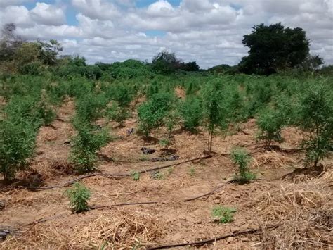 G1 Vinte e quatro mil pés de maconha são incinerados no norte da