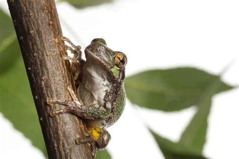 7 Species of Tree Frogs in Wisconsin (With Pictures) - Wildlife Informer