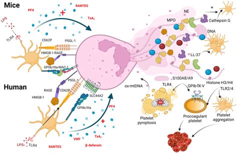 Novel Mechanisms Of Thrombo Inflammation During Infection Spotlight On