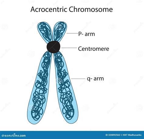 Metacentric Chromosome Anatomy Cartoon Vector | CartoonDealer.com ...