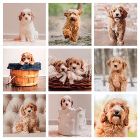 Cavadoodle Puppies For Sale Maple Hill Doodles Ohio