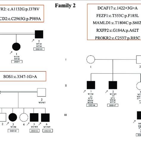 Schematic Of Amh Levels In Various Types Of Disorders Of Sex