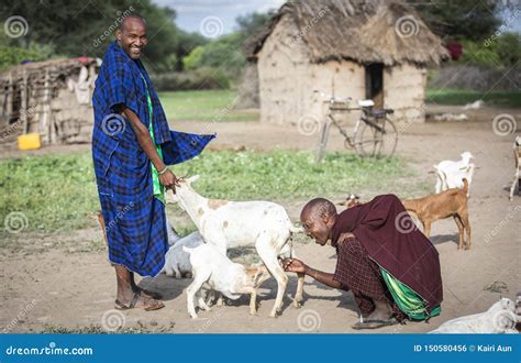 Maasai Men With Their Goats Editorial Photo Image Of Mara Human