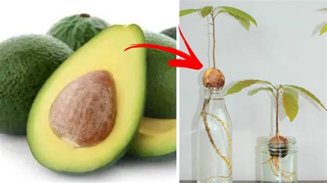 Coltivare L Avocado Come Riuscire A Farlo Nel Modo Corretto