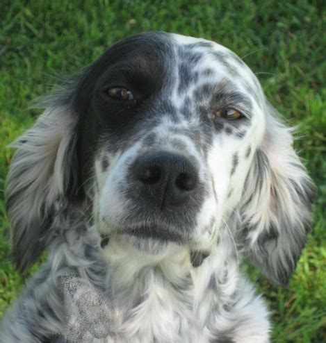 Photo Elevage Du Mas D Eyraud Eleveur De Chiens Setter Anglais