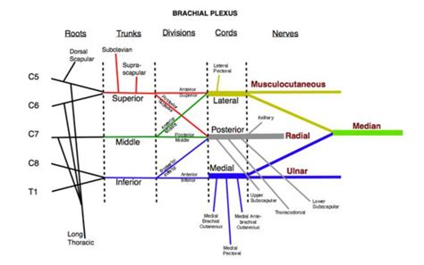 Anatomy Brachial Plexus Diagram Quizlet