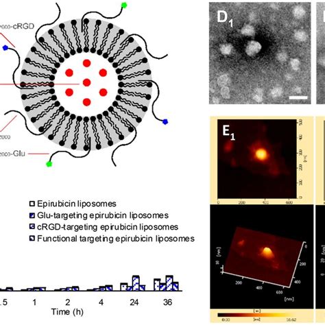 Characterization Of Targeting Molecules And Liposomes Notes A 1 H Download Scientific