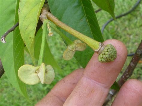 Rollinia