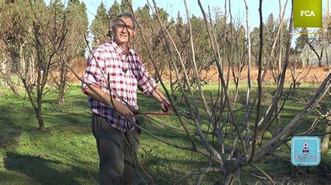 How to prune a fig tree - Global Gardening Secrets