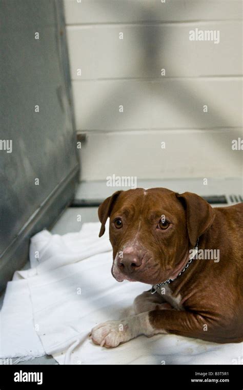 scared pitbull stock photo alamy