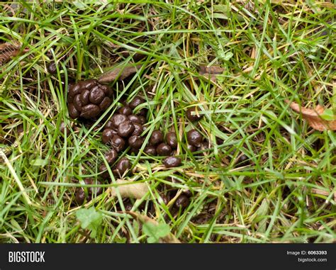 Deer Poop Image & Photo | Bigstock