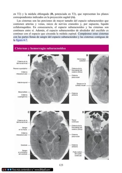 Neuroanatomía clínica Texto y atlas 9a edición Duane E Haines pdf