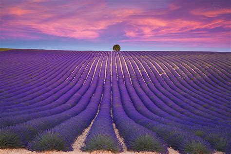 Flores Lavanda Tierra Campo Flor Flor Morada Cielo Puesta De Sol