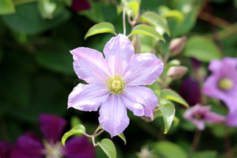 Clematis Or Leather Flower Easy Care Perennial Vine Plants Blooming