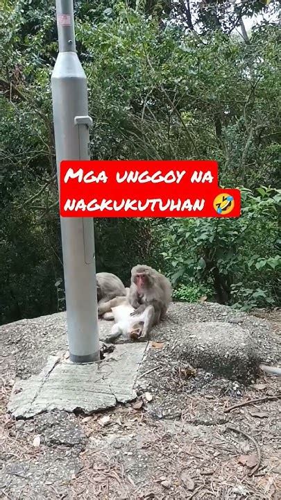 Maraming Kuto Yong Unggoy Monkeys Shortsvideo Shortvideo Shorts