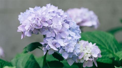 Cara Perawatan Bunga Hydrangea Agar Mekar Lebih Lama Dan Tak Mudah Layu