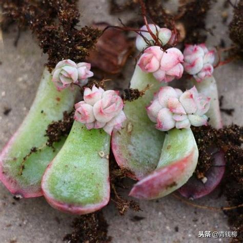 多肉植物主要病蟲害及防治技術 每日頭條