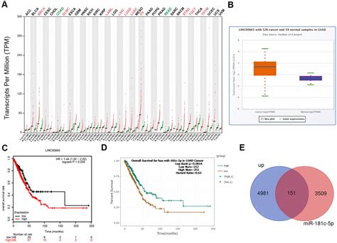 Downregulation Of Linc Suppresses The Progression Of Lung