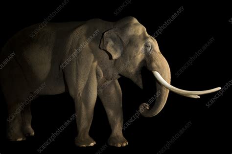 asian elephant stock image  science photo library