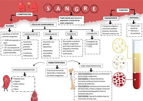 MAPA MENTAL DE LA SANGRE Esquemas y mapas conceptuales de Hematología