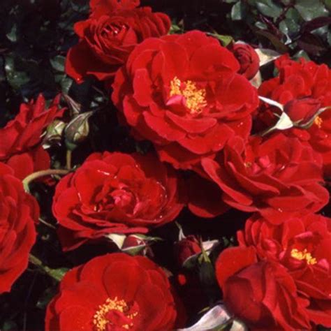 buy roses  beautiful rose