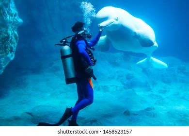 Monodontidae Images, Stock Photos & Vectors | Shutterstock