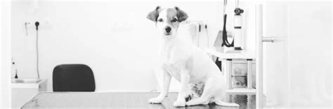 Pavlov Reflejos Condicionados La Verdadera Historia