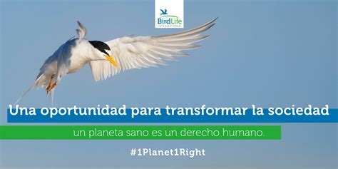 Es Planet Right Fb And Twitter Visuals Seo Birdlife