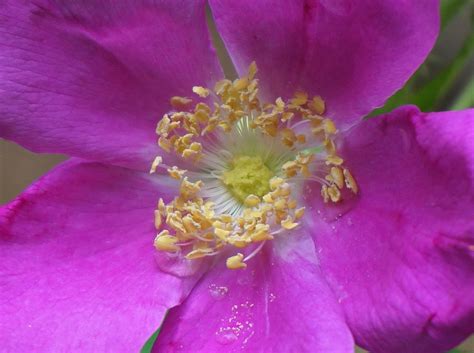 Rugosa Rose Bush - Growth, Benefits and Uses | GardensAll