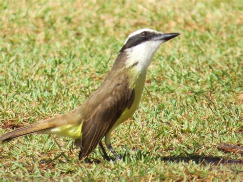 Foto Bem Te Vi Pitangus Sulphuratus Por Marisa Rodrigues Wiki Aves