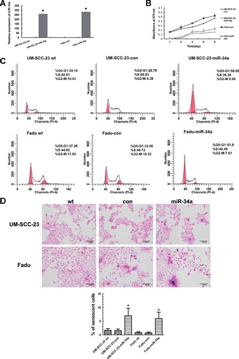 Mir 34a Suppressed The Proliferation And Promoted Senescence Of Hnscc