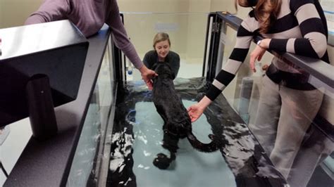 Underwater Treadmill Therapy