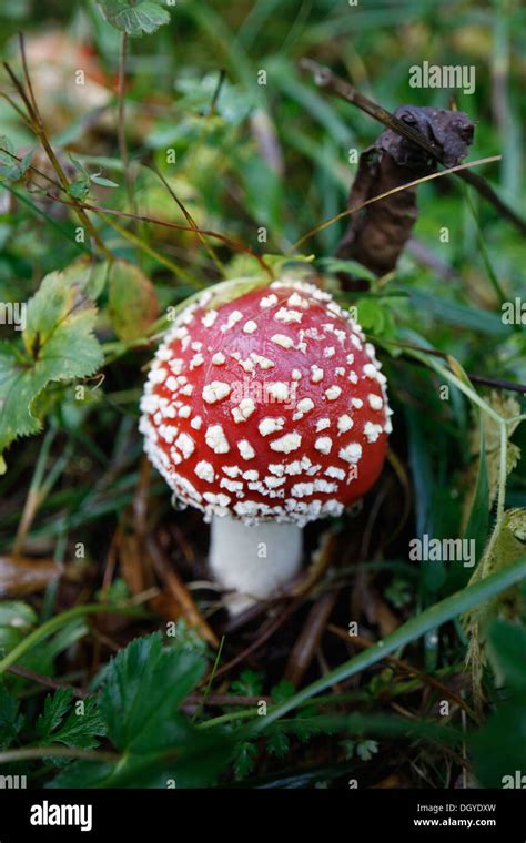 A Fly Agaric Mushroom Amanita Muscaria Stock Photo Alamy