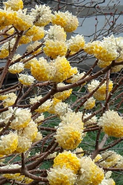 Buy Edgeworthia chrysantha Paper Bush | FREE SHIPPING | Wilson Bros ...