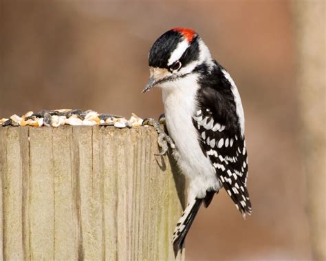 Oklahoma Birds: 16 Common Birds in Oklahoma (With Pictures)