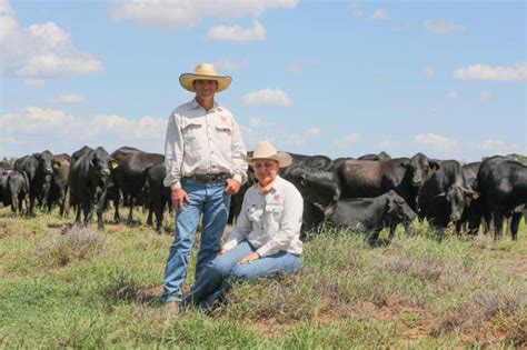 Profile Triple B Brangus Central Queensland