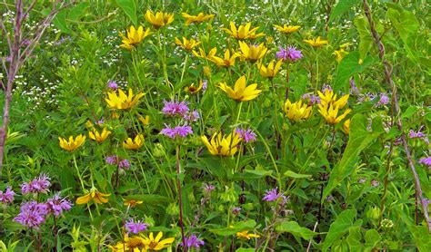 Wildflowers And Weeds Free Stock Photo - Public Domain Pictures