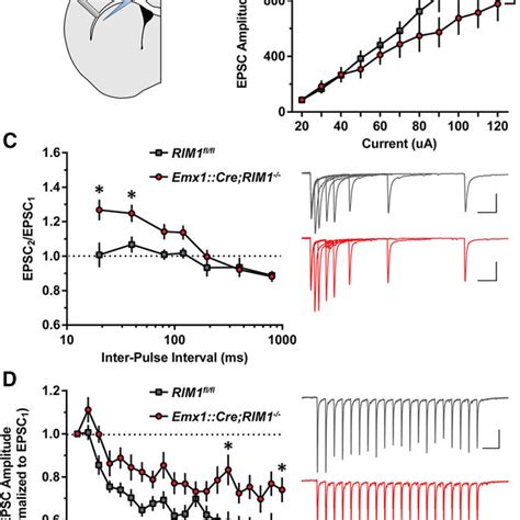 Impaired Evoked Excitatory Synaptic Transmission In Dls Of Conditional Download Scientific