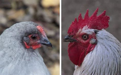 Lavender Orpington Hen vs Rooster - How to Tell the Difference ...