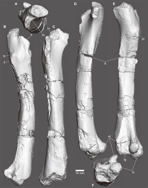 Femur Of Fpdm V 8461 Right Femur In Proximal A Lateral B Download Scientific Diagram