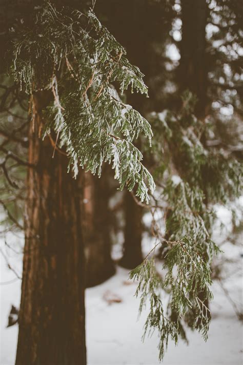 Free Images Water Nature Forest Branch Snow Winter Sunlight